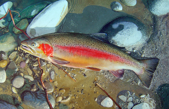 Q6 Rainbow martinsimpsonartist.com