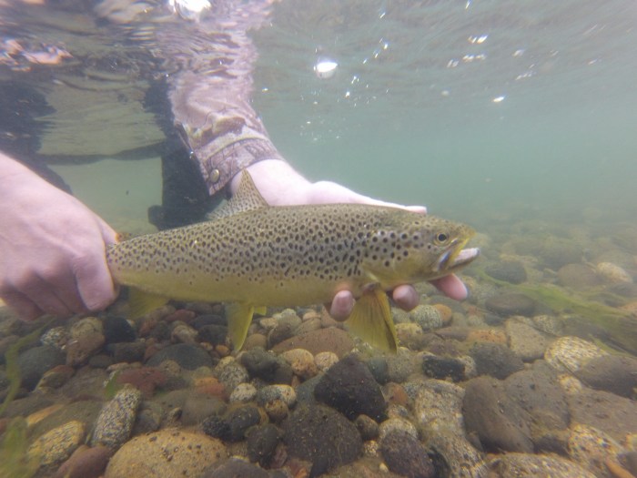 DCIM100GOPRO